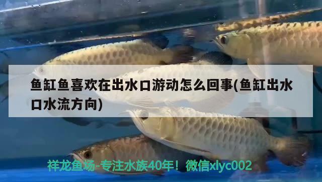 魚缸魚喜歡在出水口游動怎么回事(魚缸出水口水流方向)