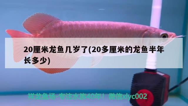 20厘米龍魚幾歲了(20多厘米的龍魚半年長多少) 大湖紅龍魚