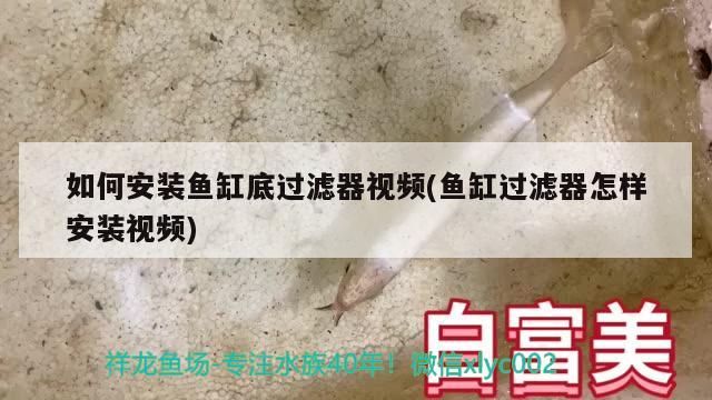 如何安裝魚缸底過濾器視頻(魚缸過濾器怎樣安裝視頻) 大白鯊魚苗