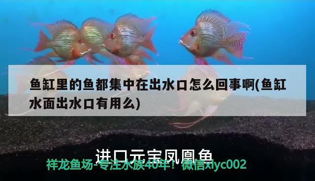 金龍魚加盟官方網(wǎng)站地址(金龍魚代理電話)