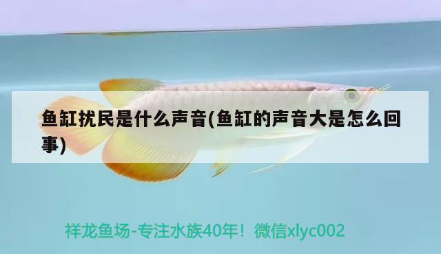 魚缸擾民是什么聲音(魚缸的聲音大是怎么回事)