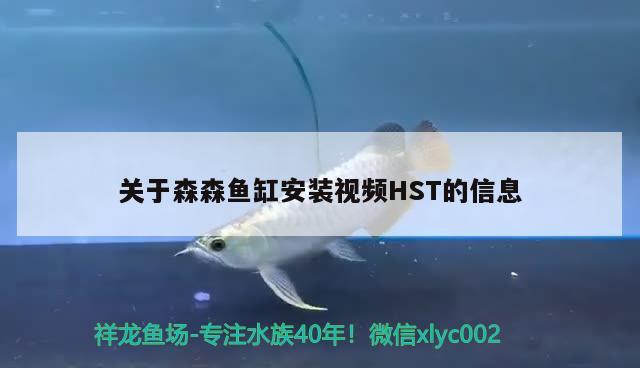 關(guān)于森森魚(yú)缸安裝視頻HST的信息 水族維護(hù)服務(wù)（上門）