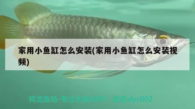 家用小魚缸怎么安裝(家用小魚缸怎么安裝視頻) 胭脂孔雀龍魚