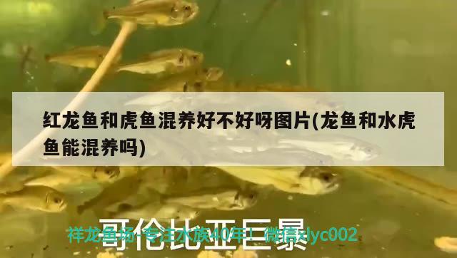 遼源水族館頭要爆了 白寫錦鯉魚 第2張