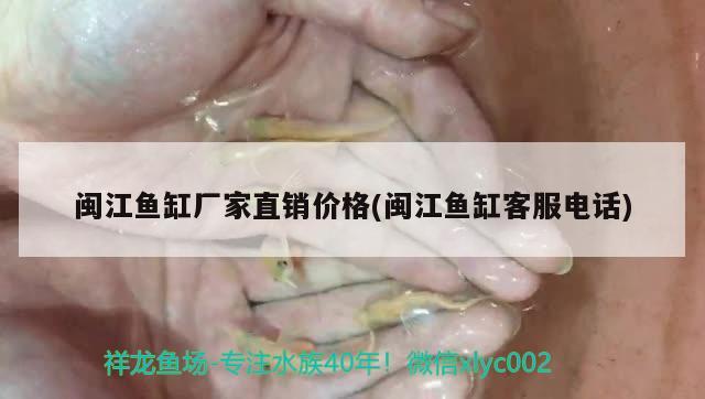 閩江魚缸廠家直銷價格(閩江魚缸客服電話) 稀有金龍魚