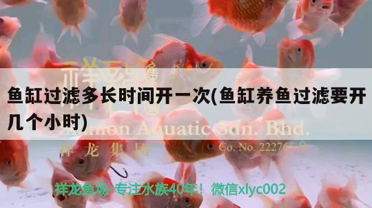 神仙魚和什么魚混養(yǎng)好，埃及神仙配什么魚好看