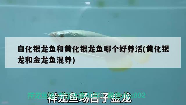 白化銀龍魚和黃化銀龍魚哪個(gè)好養(yǎng)活(黃化銀龍和金龍魚混養(yǎng))