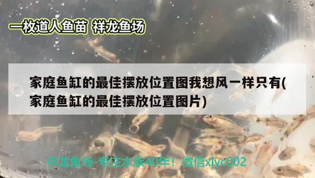 家庭魚缸的最佳擺放位置圖我想風(fēng)一樣只有(家庭魚缸的最佳擺放位置圖片) 紅龍魚百科