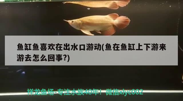 魚缸魚喜歡在出水口游動(dòng)(魚在魚缸上下游來游去怎么回事?)