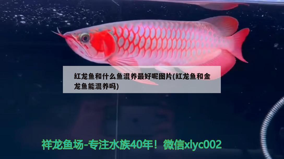 紅龍魚和什么魚混養(yǎng)最好呢圖片(紅龍魚和金龍魚能混養(yǎng)嗎) 錦鯉池魚池建設(shè)