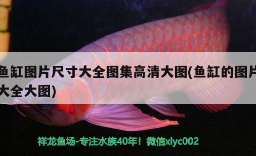 魚缸圖片尺寸大全圖集高清大圖(魚缸的圖片大全大圖) 白玉紅龍魚