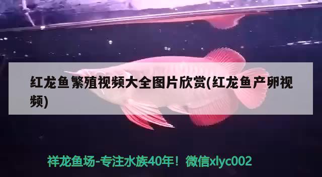 紅龍魚繁殖視頻大全圖片欣賞(紅龍魚產(chǎn)卵視頻) 雙線側(cè)魚