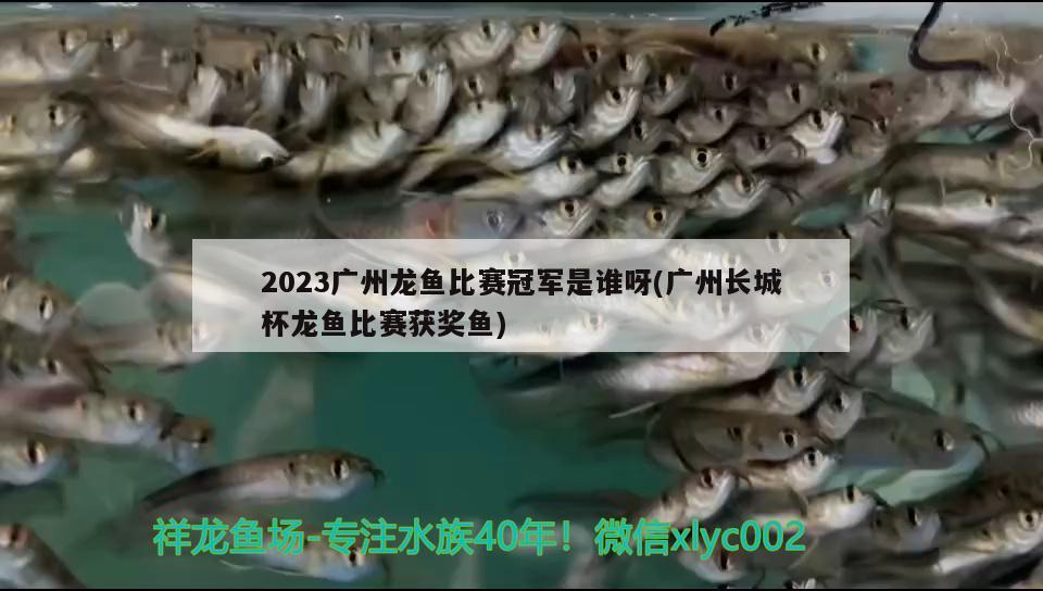 2023廣州龍魚比賽冠軍是誰呀(廣州長城杯龍魚比賽獲獎魚)