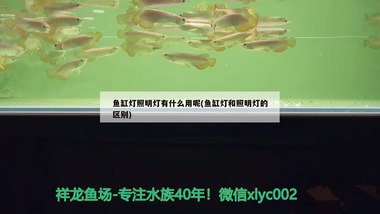 海星 紅老虎魚 第1張