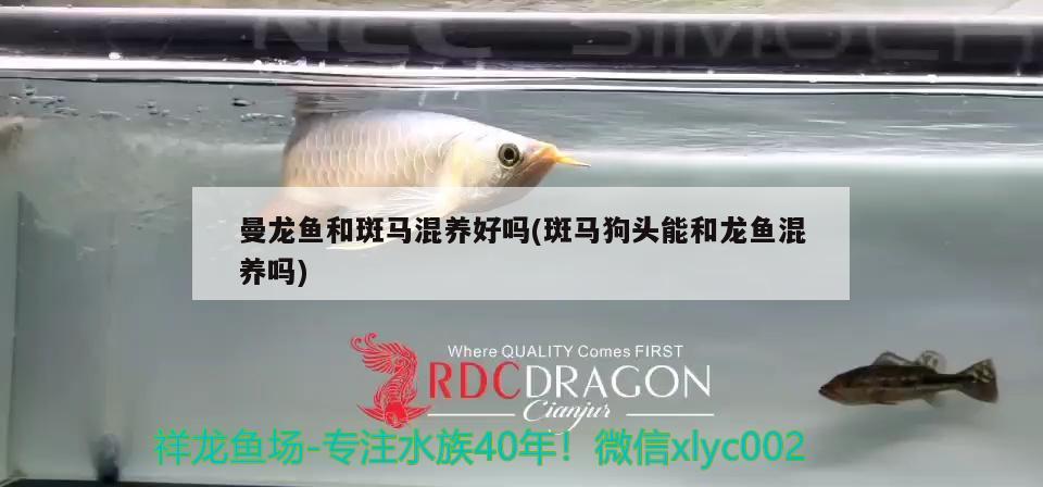 曼龍魚(yú)和斑馬混養(yǎng)好嗎(斑馬狗頭能和龍魚(yú)混養(yǎng)嗎)