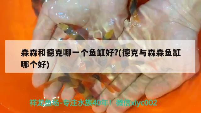 森森和德克哪一個魚缸好?(德克與森森魚缸哪個好) 皇冠黑白魟魚