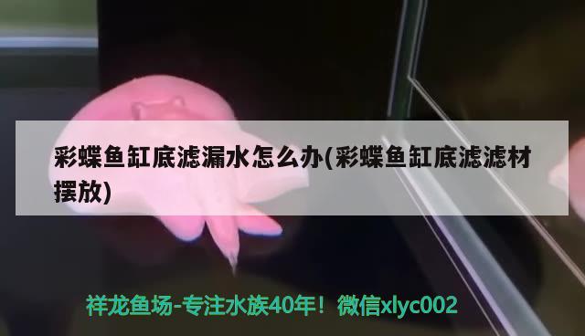 大連市沙河口區(qū)錦繡綜合商城義鳳觀賞魚店 全國水族館企業(yè)名錄 第2張