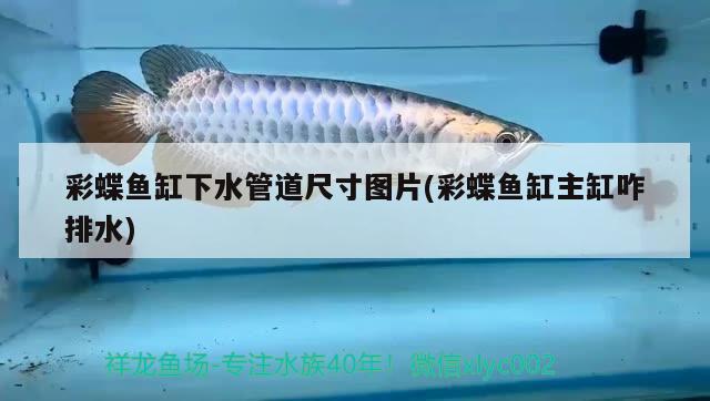 彩蝶魚(yú)缸下水管道尺寸圖片(彩蝶魚(yú)缸主缸咋排水) 馬拉莫寶石魚(yú)