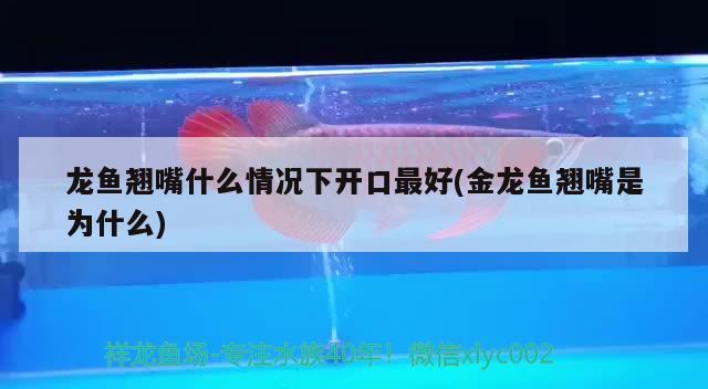 龍魚翹嘴什么情況下開口最好(金龍魚翹嘴是為什么) 申古三間魚