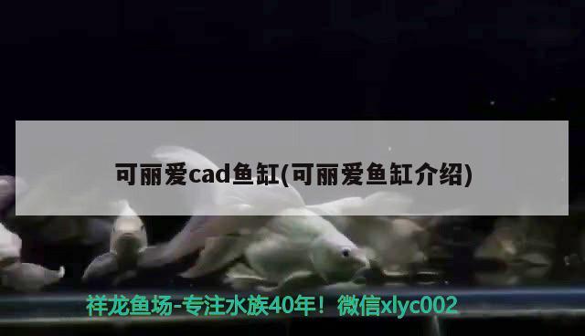 可麗愛cad魚缸(可麗愛魚缸介紹) 白子銀版魚