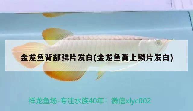 金龍魚背部鱗片發(fā)白(金龍魚背上鱗片發(fā)白) 印尼小紅龍