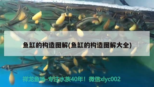 舊魚(yú)缸重新打膠：舊魚(yú)缸重新打膠不刮干凈直接打膠行么 廣州水族批發(fā)市場(chǎng) 第2張