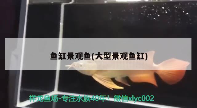 魚缸景觀魚(大型景觀魚缸)