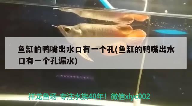 魚缸改裝過濾器圖片，怎么用魚缸改過濾缸