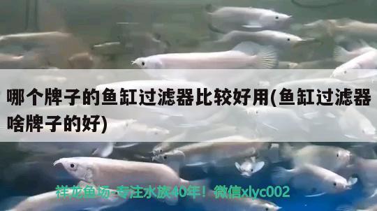 哪個牌子的魚缸過濾器比較好用(魚缸過濾器啥牌子的好) 祥龍超血紅龍魚