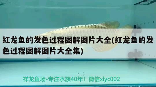 公母分離 水族用品 第2張