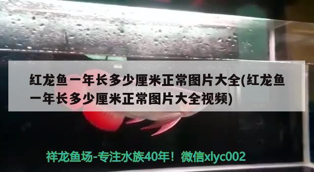 紅龍魚(yú)一年長(zhǎng)多少厘米正常圖片大全(紅龍魚(yú)一年長(zhǎng)多少厘米正常圖片大全視頻) 眼斑魚(yú)