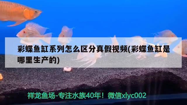 彩蝶魚缸系列怎么區(qū)分真假視頻(彩蝶魚缸是哪里生產的)