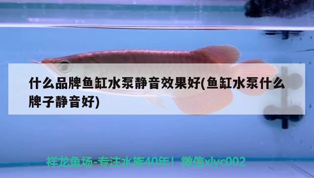 什么品牌魚缸水泵靜音效果好(魚缸水泵什么牌子靜音好) 魚缸水泵