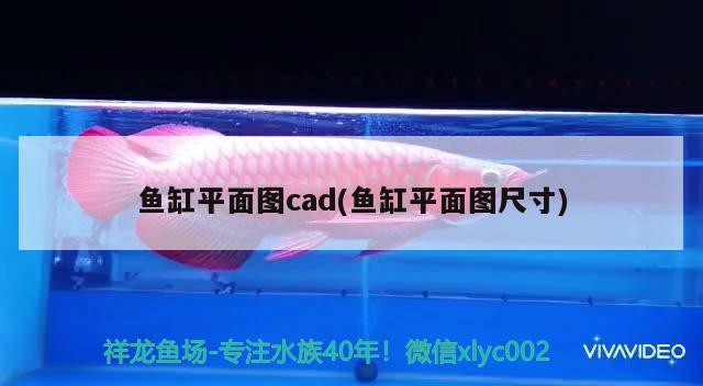 魚缸平面圖cad(魚缸平面圖尺寸) 白子關(guān)刀魚苗