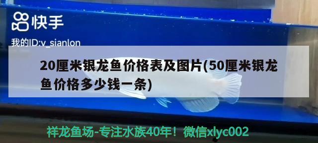 20厘米銀龍魚價(jià)格表及圖片(50厘米銀龍魚價(jià)格多少錢一條)