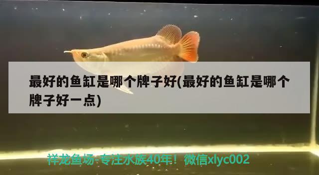 龍巖觀(guān)賞魚(yú)店地址查詢(xún)電話(huà)（龍巖觀(guān)賞魚(yú)店地址查詢(xún)電話(huà)號(hào)碼） 金龍福龍魚(yú)