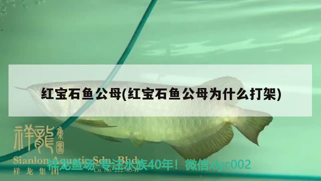 紅寶石魚公母(紅寶石魚公母為什么打架)