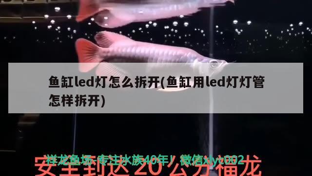 魚缸led燈怎么拆開(魚缸用led燈燈管怎樣拆開) 黃金鴨嘴魚