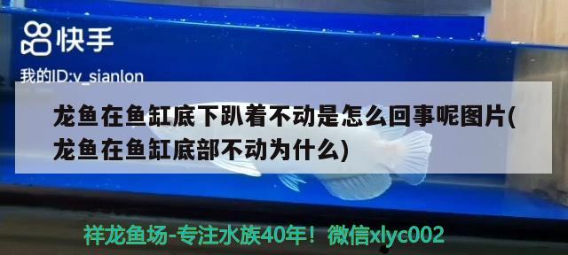 龍魚(yú)在魚(yú)缸底下趴著不動(dòng)是怎么回事呢圖片(龍魚(yú)在魚(yú)缸底部不動(dòng)為什么)