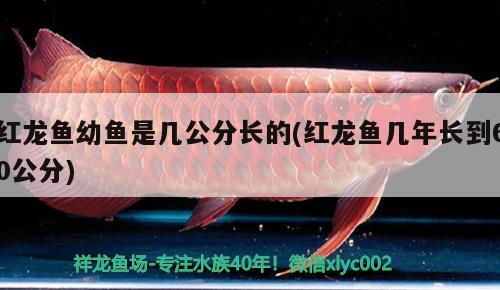 紅龍魚幼魚是幾公分長的(紅龍魚幾年長到60公分) 杰西卡恐龍魚