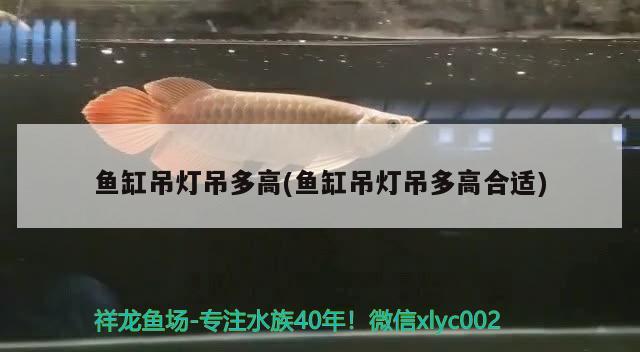 金龍魚(yú)翹嘴圖片欣賞大全視頻（金龍魚(yú)翹嘴圖片欣賞大全視頻下載）