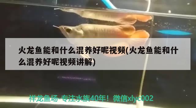 火龍魚能和什么混養(yǎng)好呢視頻(火龍魚能和什么混養(yǎng)好呢視頻講解)