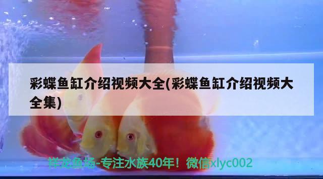 彩蝶魚缸介紹視頻大全(彩蝶魚缸介紹視頻大全集) 一眉道人魚