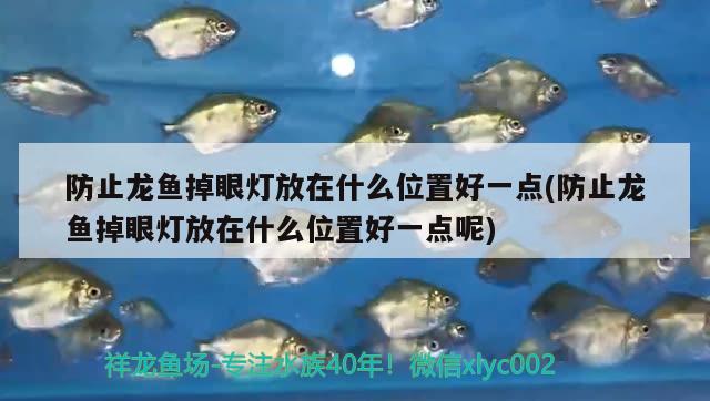 防止龍魚掉眼燈放在什么位置好一點(防止龍魚掉眼燈放在什么位置好一點呢) 溫控設(shè)備