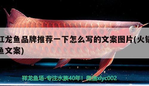 黑桃a魚能和金龍魚一起養(yǎng)嗎 黑桃a魚和龍魚能混養(yǎng)嗎 武吉美拉金龍魚 第1張