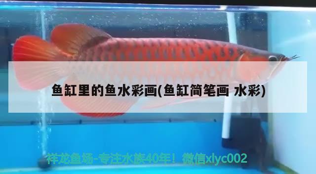 55公分大泰虎發(fā)走 泰國(guó)虎魚 第3張