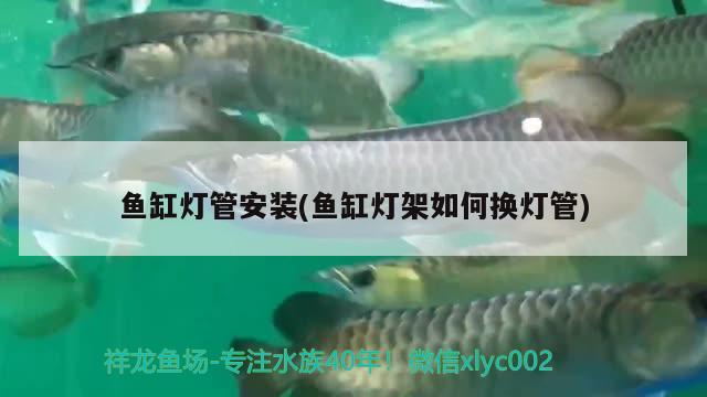 紅龍魚(yú)的綠皮與綠底(綠皮紅龍魚(yú)圖片) 白子金龍魚(yú)