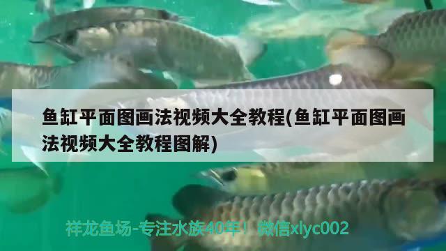 魚缸平面圖畫法視頻大全教程(魚缸平面圖畫法視頻大全教程圖解) 朱巴利魚