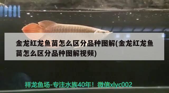 金龍紅龍魚苗怎么區(qū)分品種圖解(金龍紅龍魚苗怎么區(qū)分品種圖解視頻)