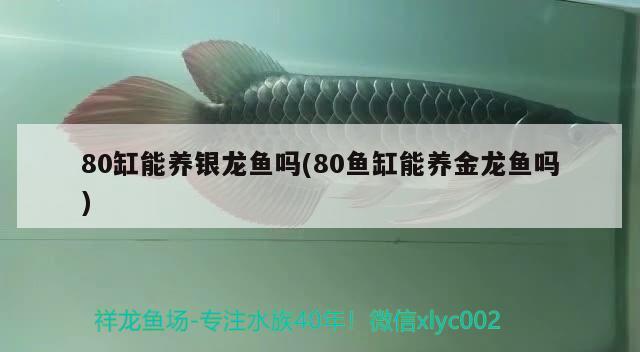 80缸能養(yǎng)銀龍魚嗎(80魚缸能養(yǎng)金龍魚嗎)